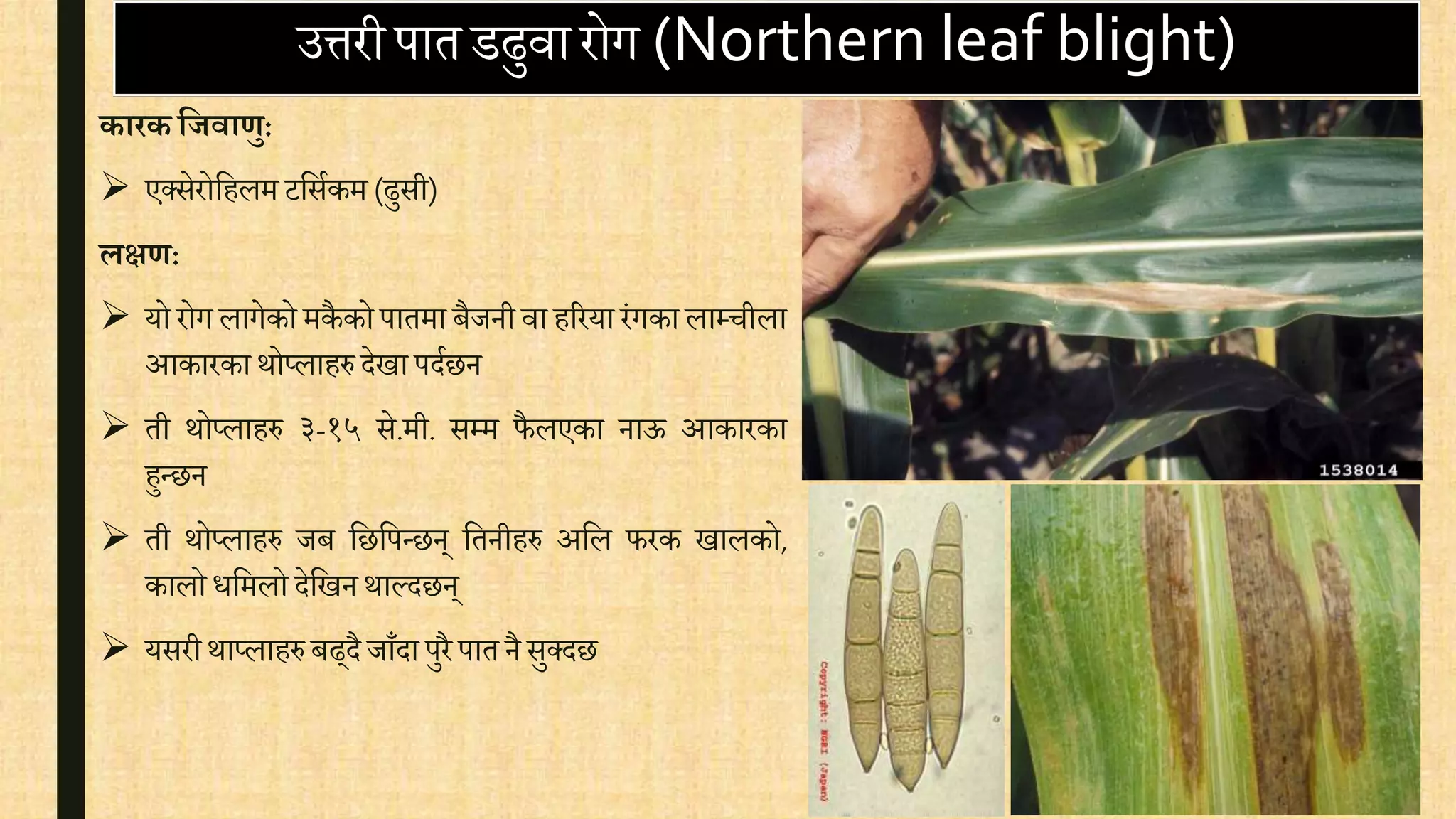 उत्तरीपातडढुिारोग (Northern leaf blight)
कारकयिवाणु:
 एक्सेरोवहलम टवसिकम(ढुसी)
िक्षण:
 योरोग लागेको मकैकोपातमा बैजनी िा हररया रंगका लाम्िीला
आकारका थोप्लाहरु देखा पदिछन
 ती थोप्लाहरु ३-१५ से.मी. सम्म फैलएका नाऊ आकारका
हुन्छन
 ती थोप्लाहरु जब वछवपन्छन् वतनीहरु अवल फरक खालको,
कालो िवमलो देवखन थाल्दछन्
 यसरीथाप्लाहरु बढ्दैजाँदा पुरै पात नै सुक्दछ
 