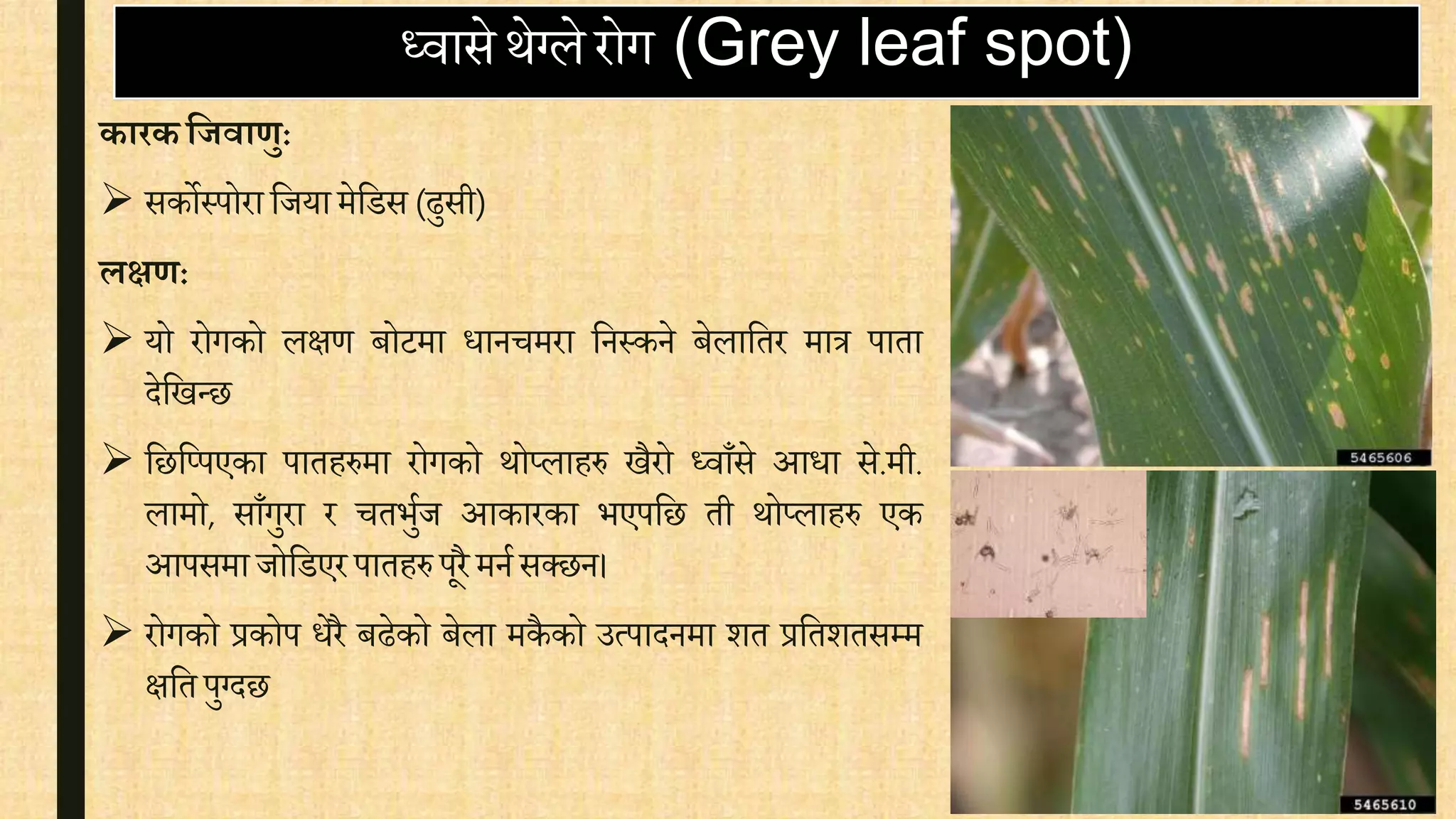 ध्िासेथेग्ले रोग (Grey leaf spot)
कारकयिवाणु:
 सकोस्पोरा वजया मेवडस (ढुसी)
िक्षण:
 यो रोगको लक्षर् बोटमा िानिमरा वनस्कने बेलावतर मात्र पाता
देवखन्छ
 वछवप्पएका पातहरुमा रोगको थोप्लाहरु खैरो ध्िाँसे आिा से.मी.
लामो, साँगुरा र ितभुिज आकारका भएपवछ ती थोप्लाहरु एक
आपसमा जोवडएर पातहरु पूरै मनिसक्छन।
 रोगको प्रकोप िेरै बढेको बेला मकै को उत्पादनमा शत प्रवतशतसम्म
क्षवत पुग्दछ
 