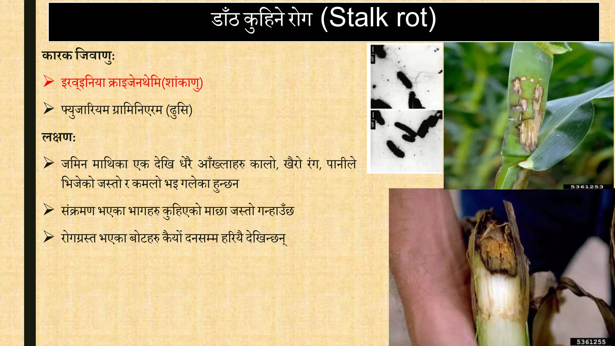 डाँठ कुवहने रोग (Stalk rot)
कारकयिवाणु:
 इरि्इवनयाक्राइजेनथेवम(शांकार्ु)
 फ्युजाररयम ग्रावमवनएरम (ढुवस)
िक्षण:
 जवमन मावथका एक देवख िेरै आँख्लाहरु कालो, खैरो रंग, पानीले
वभजेको जस्तो र कमलो भइ गलेका हुन्छन
 संक्रमर् भएका भागहरु कुवहएको माछा जस्तो गन्हाउँछ
 रोगग्रस्त भएका बोटहरु कैयों दनसम्म हररयै देवखन्छन्
 