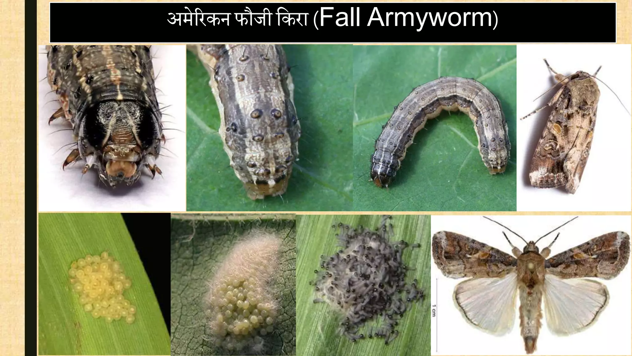 अमेररकन फौजी वकरा (Fall Armyworm)
 