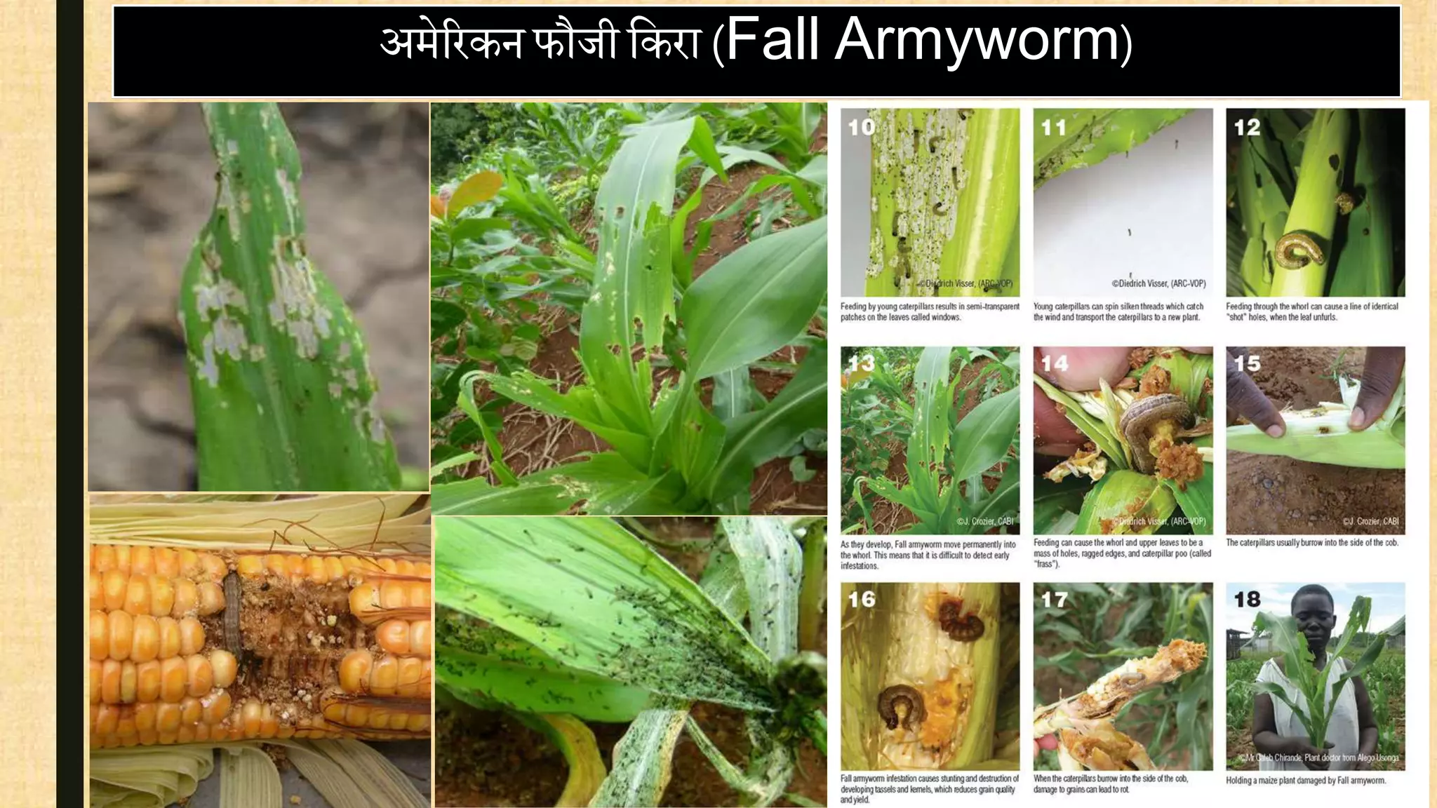 अमेररकन फौजी वकरा (Fall Armyworm)
 