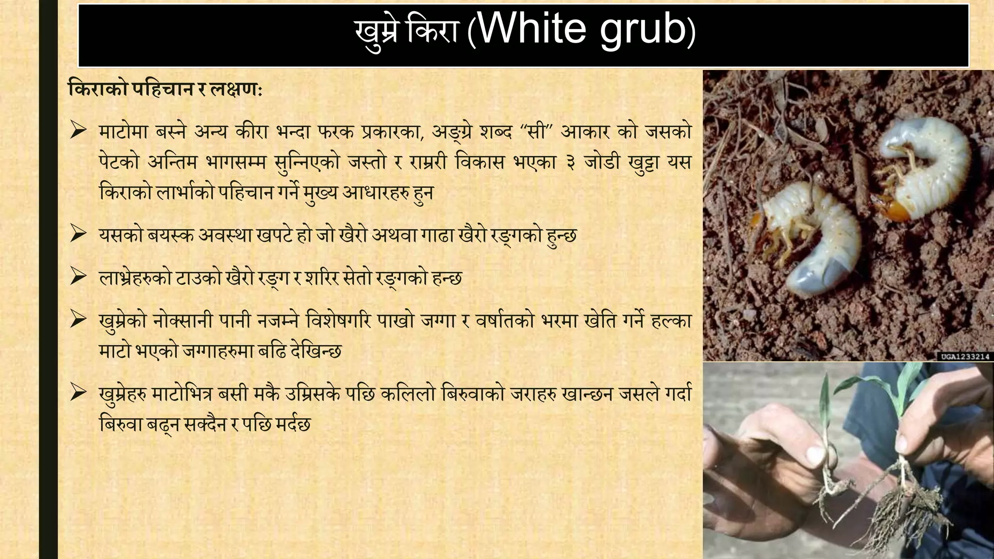 खुम्रे वकरा (White grub)
यकराकोपयहचार्रिक्षण:
 माटोमा बस्ने अन्य कीरा भन्दा फरक प्रकारका, अङ्ग्रे शब्द “सी” आकार को जसको
पेटको अवन्तम भागसम्म सुवन्नएको जस्तो र राम्ररी विकास भएका ३ जोडी खुट्टा यस
वकराकोलाभािकोपवहिानगने मुख्यआिारहरुहुन
 यसको बयस्कअिस्थाखपटे होजोखैरोअथिागाढाखैरोरङ्गकोहुन्छ
 लाभ्रेहरुकोटाउकोखैरोरङ्ग रशरररसेतोरङ्गकोहन्छ
 खुम्रेको नोक्सानी पानी नजम्ने विशेषगरर पाखो जग्गा र िषाितको भरमा खेवत गने हल्का
माटोभएकोजग्गाहरुमाबवढ देवखन्छ
 खुम्रेहरु माटोवभत्र बसी मकै उवम्रसके पवछ कवललो वबरुिाको जराहरु खान्छन जसले गदाि
वबरुिाबढ्नसक्दैन रपवछमदिछ
 