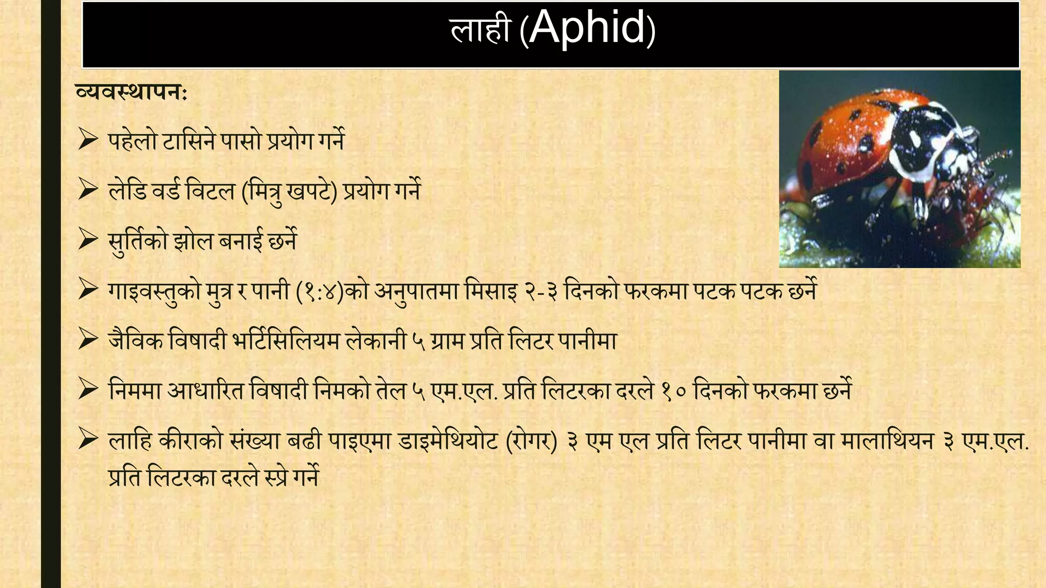 लाही (Aphid)
व्िवस्थापर्:
 पहेलो टावसनेपासो प्रयोग गने
 लेवडिडि विटल(वमत्रुखपटे)प्रयोग गने
 सुवतिको झोल बनाई छने
 गाइिस्तुकोमुत्र रपानी (१:४)कोअनुपातमा वमसाइ २-३वदनको फरकमा पटकपटकछने
 जैविकविषादी भवटिवसवलयम लेकानी५ग्राम प्रवत वलटर पानीमा
 वनममा आिाररत विषादी वनमको तेल५एम.एल.प्रवत वलटरकादरले १०वदनकोफरकमा छने
 लावह कीराको संख्या बढी पाइएमा डाइमेवथयोट (रोगर) ३ एम एल प्रवत वलटर पानीमा िा मालावथयन ३ एम.एल.
प्रवत वलटरकादरले स्प्रे गने
 