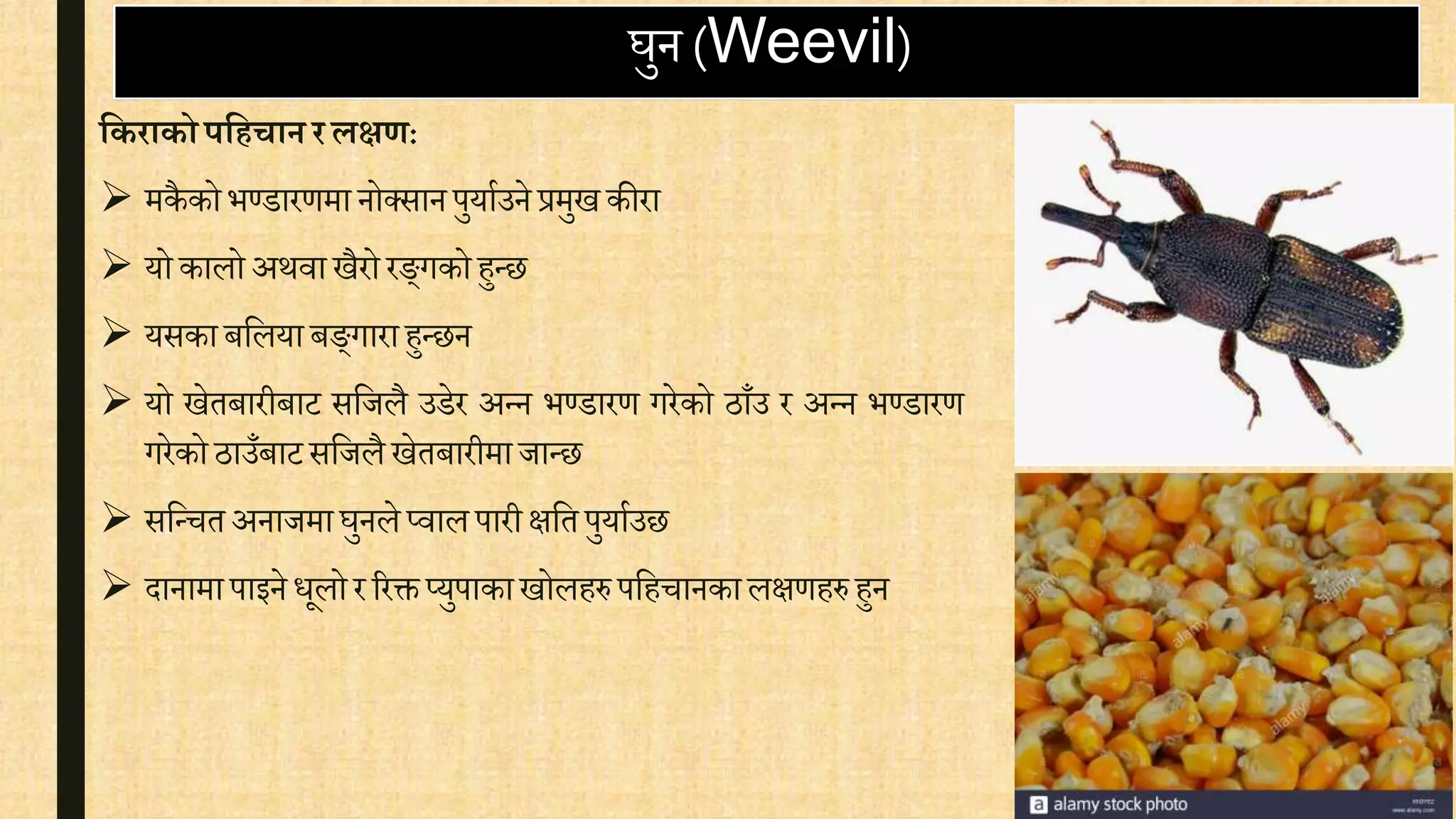 घुन (Weevil)
यकराकोपयहचार्रिक्षण:
 मकै कोभण्डारर्मा नोक्सानपुयािउनेप्रमुखकीरा
 योकालोअथिा खैरो रङ्गकोहुन्छ
 यसकाबवलयाबङ्गाराहुन्छन
 यो खेतबारीबाट सवजलै उडेर अन्न भण्डारर् गरेको ठाँउ र अन्न भण्डारर्
गरेकोठाउँबाटसवजलैखेतबारीमाजान्छ
 सवन्ितअनाजमाघुनले प्िालपारीक्षवतपुयािउछ
 दानामापाइने िूलोर ररक्त प्युपाकाखोलहरु पवहिानकालक्षर्हरुहुन
 