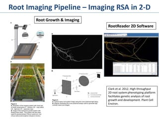 Root Imaging Pipeline – Imaging RSA in 2-D
Root Growth & Imaging
RootReader 2D Software
Clark et al. 2012. High-throughput
2D root system phenotyping platform
facilitates genetic analysis of root
growth and development. Plant Cell
Environ.
 