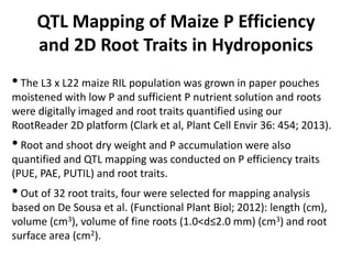 QTL Mapping of Maize P Efficiency
and 2D Root Traits in Hydroponics
•The L3 x L22 maize RIL population was grown in paper pouches
moistened with low P and sufficient P nutrient solution and roots
were digitally imaged and root traits quantified using our
RootReader 2D platform (Clark et al, Plant Cell Envir 36: 454; 2013).
•Root and shoot dry weight and P accumulation were also
quantified and QTL mapping was conducted on P efficiency traits
(PUE, PAE, PUTIL) and root traits.
•Out of 32 root traits, four were selected for mapping analysis
based on De Sousa et al. (Functional Plant Biol; 2012): length (cm),
volume (cm3), volume of fine roots (1.0<d≤2.0 mm) (cm3) and root
surface area (cm2).
 