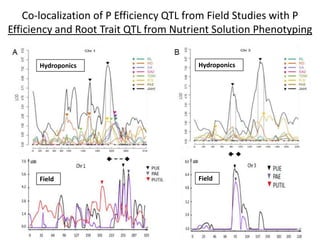 Co-localization of P Efficiency QTL from Field Studies with P
Efficiency and Root Trait QTL from Nutrient Solution Phenotyping
Hydroponics Hydroponics
Field Field
 
