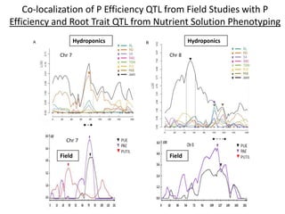 A B
Co-localization of P Efficiency QTL from Field Studies with P
Efficiency and Root Trait QTL from Nutrient Solution Phenotyping
Chr 7
Chr 7
Hydroponics Hydroponics
Chr 8
Field Field
 
