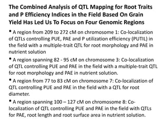 •A region from 209 to 272 cM on chromosome 1: Co-localization
of QTLs controlling PUE, PAE and P utilization efficiency (PUTIL) in
the field with a multiple-trait QTL for root morphology and PAE in
nutrient solution
•A region spanning 82 - 95 cM on chromosome 3: Co-localization
of QTL controlling PUE and PAE in the field with a multiple-trait QTL
for root morphology and PAE in nutrient solution.
•A region from 77 to 83 cM on chromosome 7: Co-localization of
QTL controlling PUE and PAE in the field with a QTL for root
diameter.
•A region spanning 100 – 127 cM on chromosome 8: Co-
localization of QTL controlling PUE and PAE in the field with QTLs
for PAE, root length and root surface area in nutrient solution.
The Combined Analysis of QTL Mapping for Root Traits
and P Efficiency Indices in the Field Based On Grain
Yield Has Led Us To Focus on Four Genomic Regions
 