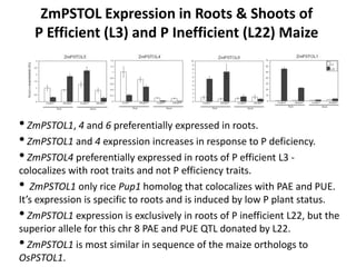 ZmPSTOL Expression in Roots & Shoots of
P Efficient (L3) and P Inefficient (L22) Maize
• ZmPSTOL1, 4 and 6 preferentially expressed in roots.
• ZmPSTOL1 and 4 expression increases in response to P deficiency.
• ZmPSTOL4 preferentially expressed in roots of P efficient L3 -
colocalizes with root traits and not P efficiency traits.
• ZmPSTOL1 only rice Pup1 homolog that colocalizes with PAE and PUE.
It’s expression is specific to roots and is induced by low P plant status.
• ZmPSTOL1 expression is exclusively in roots of P inefficient L22, but the
superior allele for this chr 8 PAE and PUE QTL donated by L22.
• ZmPSTOL1 is most similar in sequence of the maize orthologs to
OsPSTOL1.
 