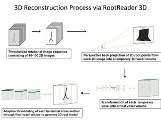 3D Reconstruction Process via RootReader 3D
Thresholded rotational image sequence
consisting of 40-100 2D images Perspective back projection of 2D root points from
each 2D image into a temporary 3D voxel volume
Transformation of each temporary
voxel into a final voxel volume
Adaptive thresholding of each horizontal cross section
through final voxel volume to generate 3D root model
 