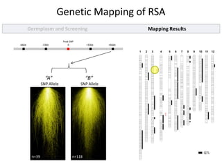 Germplasm and Screening Mapping Results
Genetic Mapping of RSA
Peak SNP
-66kb -33kb 0 +33kb +66kb
“A” “B”
SNP Allele SNP Allele
n=39 n=118 QTL
QTL
 