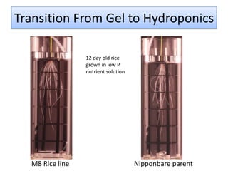 Transition From Gel to Hydroponics
M8 Rice line Nipponbare parent
12 day old rice
grown in low P
nutrient solution
 