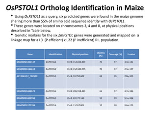Gene Identification Physical position
Identity
(%)
Coverage (%) E-value
GRMZM2G451147 ZmPSTOL1 Chr8: 152.043.859 70 97 3.4...