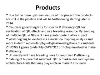Products
•Due to the more upstream nature of this project, the products
are still in the pipeline and will be forthcoming starting later in
2014.
•Claudia is generating NILs for specific P efficiency QTL for
verification of QTL effects and as a breeding resource. Pyramiding
of multiple QTL in NILs will have greater potential for impact.
•Work ongoing to validate via association mapping analysis and
more in depth molecular physiological investigations of candidate
ZmPSTOL1 genes to identify OsPSTOL1 orthologs involved in maize
P efficiency.
•Ultimately will have breeding lines for improved P efficiency.
•Catalog of bi-parental and GWA QTL & markers for root system
architecture traits that may play a role in maize P efficiency.
 