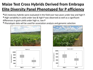 Maize Test Cross Hybrids Derived from Embrapa
Elite Diversity Panel Phenotyped for P efficiency
•321 testcross hybrids were evaluated in the field over two years under low and high P.
• High variability in yield under low & high P was observed as well as a significant
differences in grain yield under high vs. low P
• Phenotypic data will be used for association analysis and genomic selection
Low P High P
 