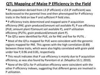 QTL Mapping of Maize P Efficiency in the Field
• RIL population derived from L3 (P efficient) x L53 (P inefficient) was
backcrossed to the parental lines and then phenotyped for P efficiency
traits in the field on low P and sufficient P field sites.
• P efficiency traits determined and mapped were P acquisition
efficiency (PAE; grain produced/amount soil available P), P use efficiency
(PUE; amount plant P/amount soil available P), and P utilization
efficiency (PUTIL; grain produced/amount plant P).
• Six QTLs were identified for PUE, six for PAE and five for PUTIL .
• Most of the QTLs mapped for PUE were coincident with the genomic
regions mapped for PAE. This agrees with the high correlation (0.89)
between these traits, which were also highly correlated with grain yield
under low P, 0.96 and 0.85, respectively.
• This result indicates that P use efficiency is mainly due to P acquisition
efficiency, as was also found by Parentoni et al. (Maydica 55:1; 2010).
• None of the QTLs for P utilization efficiency were coincident with the
other P efficiency indexes, suggesting that different genes are involved in
P utilization.
 