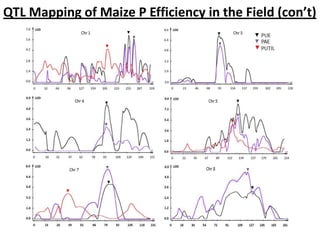 QTL Mapping of Maize P Efficiency in the Field (con’t)
 