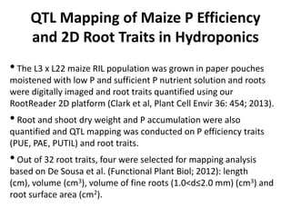 QTL Mapping of Maize P Efficiency
and 2D Root Traits in Hydroponics
•The L3 x L22 maize RIL population was grown in paper pouches
moistened with low P and sufficient P nutrient solution and roots
were digitally imaged and root traits quantified using our
RootReader 2D platform (Clark et al, Plant Cell Envir 36: 454; 2013).
•Root and shoot dry weight and P accumulation were also
quantified and QTL mapping was conducted on P efficiency traits
(PUE, PAE, PUTIL) and root traits.
•Out of 32 root traits, four were selected for mapping analysis
based on De Sousa et al. (Functional Plant Biol; 2012): length (cm),
volume (cm3), volume of fine roots (1.0<d≤2.0 mm) (cm3) and root
surface area (cm2).
 