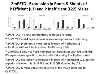 ZmPSTOL Expression in Roots & Shoots of
P Efficient (L3) and P Inefficient (L22) Maize
• ZmPSTOL1, 4 and 6 preferentially ...