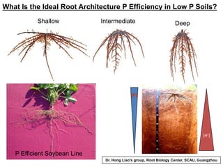 Shallow Intermediate Deep
What Is the Ideal Root Architecture P Efficiency in Low P Soils?
[P]
[H+]
P Efficient Soybean Li...