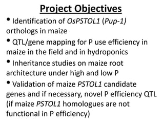 • Identification of OsPSTOL1 (Pup-1)
orthologs in maize
• QTL/gene mapping for P use efficiency in
maize in the field and ...