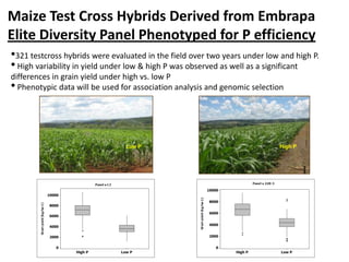 Maize Test Cross Hybrids Derived from Embrapa
Elite Diversity Panel Phenotyped for P efficiency
•321 testcross hybrids wer...