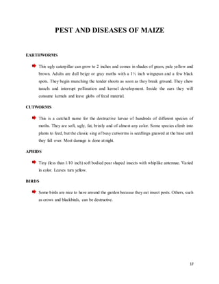 17 
PEST AND DISEASES OF MAIZE 
EARTHWORMS 
This ugly caterpillar can grow to 2 inches and comes in shades of green, pale yellow and 
brown. Adults are dull beige or gray moths with a 1½ inch wingspan and a few black 
spots. They begin munching the tender shoots as soon as they break ground. They chew 
tassels and interrupt pollination and kernel development. Inside the ears they will 
consume kernels and leave globs of fecal material. 
CUTWORMS 
This is a catchall name for the destructive larvae of hundreds of different species of 
moths. They are soft, ugly, fat, bristly and of almost any color. Some species climb into 
plants to feed, but the classic sing of busy cutworms is seedlings gnawed at the base until 
they fall over. Most damage is done at night. 
APHIDS 
Tiny (less than 1/10 inch) soft bodied pear shaped insects with whiplike antennae. Varied 
in color. Leaves turn yellow. 
BIRDS 
Some birds are nice to have around the garden because they eat insect pests. Others, such 
as crows and blackbirds, can be destructive. 
 