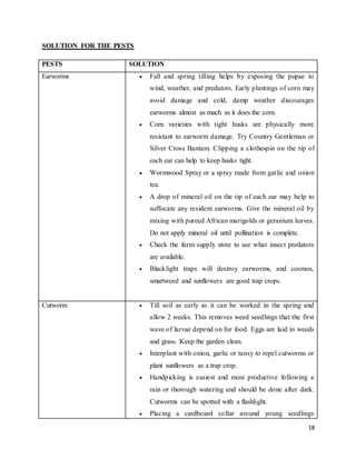 18 
SOLUTION FOR THE PESTS 
PESTS SOLUTION 
Earworms  Fall and spring tilling helps by exposing the pupae to 
wind, weather, and predators. Early plantings of corn may 
avoid damage and cold, damp weather discourages 
earworms almost as much as it does the corn. 
 Corn varieties with tight husks are physically more 
resistant to earworm damage. Try Country Gentleman or 
Silver Cross Bantam. Clipping a clothespin on the tip of 
each ear can help to keep husks tight. 
 Wormwood Spray or a spray made from garlic and onion 
tea. 
 A drop of mineral oil on the tip of each ear may help to 
suffocate any resident earworms. Give the mineral oil by 
mixing with pureed African marigolds or geranium leaves. 
Do not apply mineral oil until pollination is complete. 
 Check the farm supply store to see what insect predators 
are available. 
 Blacklight traps will destroy earworms, and cosmos, 
smartweed and sunflowers are good trap crops. 
Cutworm  Till soil as early as it can be worked in the spring and 
allow 2 weeks. This removes weed seedlings that the first 
wave of larvae depend on for food. Eggs are laid in weeds 
and grass. Keep the garden clean. 
 Interplant with onion, garlic or tansy to repel cutworms or 
plant sunflowers as a trap crop. 
 Handpicking is easiest and most productive following a 
rain or thorough watering and should be done after dark. 
Cutworms can be spotted with a flashlight. 
 Placing a cardboard collar around young seedlings 
 