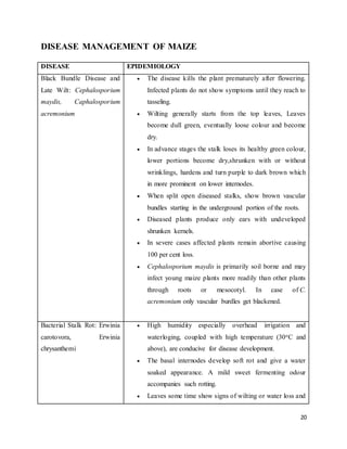 20 
DISEASE MANAGEMENT OF MAIZE 
DISEASE EPIDEMIOLOGY 
Black Bundle Disease and 
Late Wilt: Cephalosporium 
maydis, Caphalosporium 
acremonium 
 The disease kills the plant prematurely after flowering. 
Infected plants do not show symptoms until they reach to 
tasseling. 
 Wilting generally starts from the top leaves, Leaves 
become dull green, eventually loose colour and become 
dry. 
 In advance stages the stalk loses its healthy green colour, 
lower portions become dry,shrunken with or without 
wrinklings, hardens and turn purple to dark brown which 
in more prominent on lower internodes. 
 When split open diseased stalks, show brown vascular 
bundles starting in the underground portion of the roots. 
 Diseased plants produce only ears with undeveloped 
shrunken kernels. 
 In severe cases affected plants remain abortive causing 
100 per cent loss. 
 Cephalosporium maydis is primarily soil borne and may 
infect young maize plants more readily than other plants 
through roots or mesocotyl. In case of C. 
acremonium only vascular burdles get blackened. 
Bacterial Stalk Rot: Erwinia 
carotovora, Erwinia 
chrysanthemi 
 High humidity especially overhead irrigation and 
waterloging, coupled with high temperature (30oC and 
above), are conducive for disease development. 
 The basal internodes develop soft rot and give a water 
soaked appearance. A mild sweet fermenting odour 
accompanies such rotting. 
 Leaves some time show signs of wilting or water loss and 
 