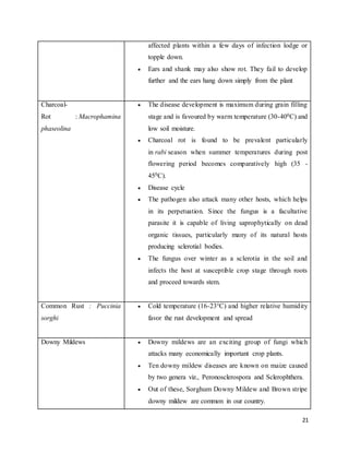 affected plants within a few days of infection lodge or 
topple down. 
 Ears and shank may also show rot. They fail to develop 
21 
further and the ears hang down simply from the plant 
Charcoal- 
Rot : Macrophamina 
phaseolina 
 The disease development is maximum during grain filling 
stage and is favoured by warm temperature (30-400C) and 
low soil moisture. 
 Charcoal rot is found to be prevalent particularly 
in rabi season when summer temperatures during post 
flowering period becomes comparatively high (35 - 
450C). 
 Disease cycle 
 The pathogen also attack many other hosts, which helps 
in its perpetuation. Since the fungus is a facultative 
parasite it is capable of living saprophytically on dead 
organic tissues, particularly many of its natural hosts 
producing sclerotial bodies. 
 The fungus over winter as a sclerotia in the soil and 
infects the host at susceptible crop stage through roots 
and proceed towards stem. 
Common Rust : Puccinia 
sorghi 
 Cold temperature (16-23°C) and higher relative humidity 
favor the rust development and spread 
Downy Mildews  Downy mildews are an exciting group of fungi which 
attacks many economically important crop plants. 
 Ten downy mildew diseases are known on maize caused 
by two genera viz., Peronosclerospora and Sclerophthera. 
 Out of these, Sorghum Downy Mildew and Brown stripe 
downy mildew are common in our country. 
 