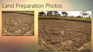 Improved agrotechniques for Maize cultivation | PPTX