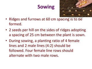 Seeds Ridges Maize seed production | PPTX