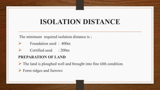 Maize seed production | PPTX