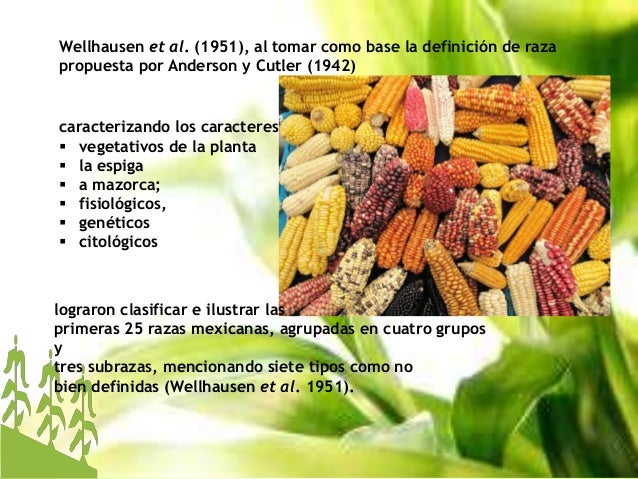 Maiz exposicion 1
