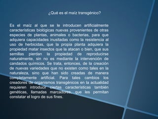 ¿Qué es el maíz transgénico?
Es el maíz al que se le introducen artificialmente
características biológicas nuevas provenientes de otras
especies de plantas, animales o bacterias, para que
adquiera capacidades inusitadas como la resistencia al
uso de herbicidas, que la propia planta adquiera la
propiedad matar insectos que la atacan o bien, que sus
semillas pierdan la propiedad de reproducirse
naturalmente, sin no es mediante la intervención de
candados químicos. Se trata, entonces, de la creación
de nuevas variedades que no existen como tales en la
naturaleza, sino que han sido creadas de manera
completamente artificial. Para tales cambios los
creadores de organismos transgénicos en la actualidad
requieren introducir ciertas características también
genéticas, llamadas marcadores, que les permitan
constatar el logro de sus fines.
 
