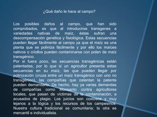 ¿Qué daño le hace al campo?
Los posibles daños al campo, que han sido
comprobados, es que al introducirse transgenes a
variedades nativas de maíz, éstas sufran una
descompensación genética y fisiológica. Estas secuencias
pueden llegar fácilmente al campo ya que el maíz es una
planta que se poliniza fácilmente y por ello los maíces
nativos o criollos pueden contaminarse con polen de maíz
transgénico.
Por si fuera poco, las secuencias transgénicas están
patentadas, por lo que si un agricultor presenta estas
secuencias en su maíz, las que pueden llegar por
polinización (cruza entre un maíz transgénico con uno no
transgénico), las compañías que ostentan la patente
pueden demandarlo. De hecho, hay ya varias demandas
de compañías como Monsanto contra agricultores
locales, que pasan de víctimas de la contaminación, a
acusados de plagio. Los juicios son costosos y muy
lejanos a la lógica y los recursos de los campesinos.
Nuestra cultura tradicional es comunitaria; la otra es
mercantil e individualista.
 