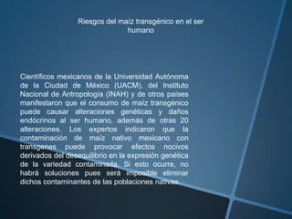 Riesgos del maíz transgénico en el ser
humano
Científicos mexicanos de la Universidad Autónoma
de la Ciudad de México (UACM), del Instituto
Nacional de Antropología (INAH) y de otros países
manifestaron que el consumo de maíz transgénico
puede causar alteraciones genéticas y daños
endócrinos al ser humano, además de otras 20
alteraciones. Los expertos indicaron que la
contaminación de maíz nativo mexicano con
transgenes puede provocar efectos nocivos
derivados del desequilibrio en la expresión genética
de la variedad contaminada. Si esto ocurre, no
habrá soluciones pues será imposible eliminar
dichos contaminantes de las poblaciones nativas.
 