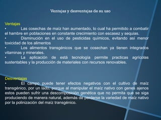 Ventajas
• Las cosechas de maíz han aumentado, lo cual ha permitido a combatir
el hambre en poblaciones en constante crecimiento con escasez y sequias.
• Disminución en el uso de pesticidas químicos, evitando así menor
toxicidad de los alimentos
• Los alimentos transgénicos que se cosechan ya tienen integrados
vitaminas y minerales.
• La aplicación de está tecnología permite practicas agrícolas
sustentables y la producción de materiales con recursos renovables.
Desventajas
• El campo puede tener efectos negativos con el cultivo de maíz
transgénico, por un lado, porque al manipular el maíz nativo con genes ajenos
estos pueden sufrir una descomposición genética que no permita que se siga
produciendo de manera natural, además de perderse la variedad de maíz nativo
por la polinización del maíz transgénico.
 