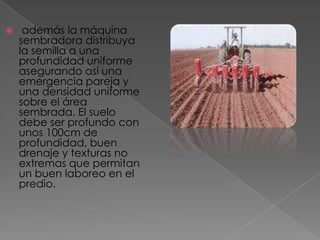 

además la máquina
sembradora distribuya
la semilla a una
profundidad uniforme
asegurando así una
emergencia pareja y
una densidad uniforme
sobre el área
sembrada. El suelo
debe ser profundo con
unos 100cm de
profundidad, buen
drenaje y texturas no
extremas que permitan
un buen laboreo en el
predio.

 