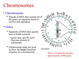 The E. Coli genome includes
approximately 4,000 genes
• Chromosomes
 Strands of DNA that contain all of
the genes an organism needs to
survive and reproduce
Chromosomes
• Genes
 Segments of DNA that specify
how to build a protein
• genes may specify more
than one protein in
eukaryotes
 Chromosome maps are used
to show the locus (location)
of genes on a chromosome
 