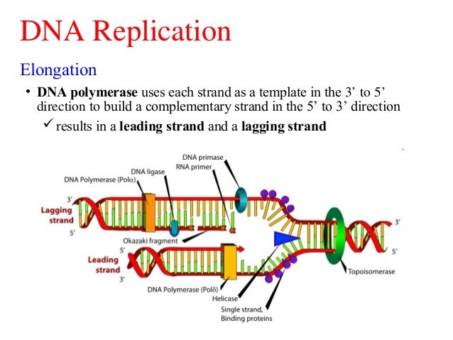 What Protein Builds The New Strand Of Dna What Protein Builds The New Strand Of Dna