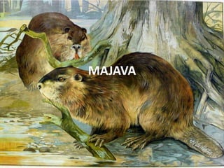 MAJAVA
 