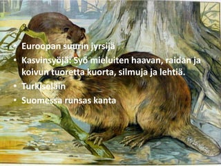 • Euroopan suurin jyrsijä
• Kasvinsyöjä: Syö mieluiten haavan, raidan ja
  koivun tuoretta kuorta, silmuja ja lehtiä.
• Turkiseläin
• Suomessa runsas kanta
 