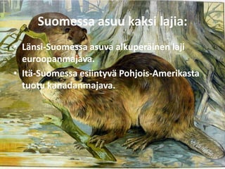 Suomessa asuu kaksi lajia:
• Länsi-Suomessa asuva alkuperäinen laji
  euroopanmajava.
• Itä-Suomessa esiintyvä Pohjois-Amerikasta
  tuotu kanadanmajava.
 