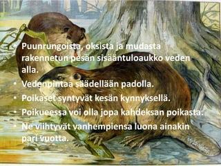 • Puunrungoista, oksista ja mudasta
  rakennetun pesän sisääntuloaukko veden
  alla.
• Vedenpintaa säädellään padolla.
• Poikaset syntyvät kesän kynnyksellä.
• Poikueessa voi olla jopa kahdeksan poikasta.
• Ne viihtyvät vanhempiensa luona ainakin
  pari vuotta.
 