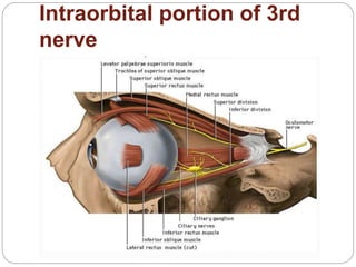 Intraorbital portion of 3rd
nerve
 