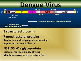Dengue Virus
 3 structured proteins
 7 nonstructural proteins
Replication and polypeptide processing
Implicated in severe disease
 NS1: 55 kDa glycoprotein
Essential for the viability of virus
Membrane associated/secretory form
 