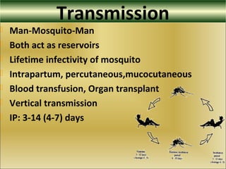 Transmission
 Man-Mosquito-Man
 Both act as reservoirs
 Lifetime infectivity of mosquito
 Intrapartum, percutaneous,mucocutaneous
 Blood transfusion, Organ transplant
 Vertical transmission
 IP: 3-14 (4-7) days
 