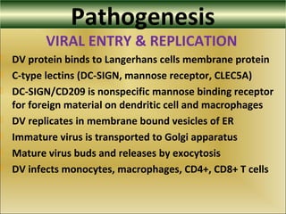 Pathogenesis
VIRAL ENTRY & REPLICATION
 DV protein binds to Langerhans cells membrane protein
 C-type lectins (DC-SIGN, mannose receptor, CLEC5A)
 DC-SIGN/CD209 is nonspecific mannose binding receptor
for foreign material on dendritic cell and macrophages
 DV replicates in membrane bound vesicles of ER
 Immature virus is transported to Golgi apparatus
 Mature virus buds and releases by exocytosis
 DV infects monocytes, macrophages, CD4+, CD8+ T cells
 
